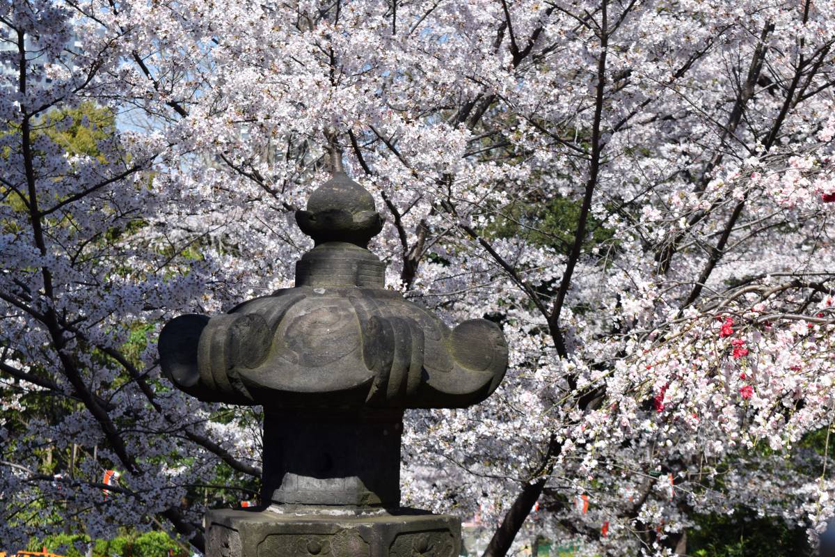 Spring cherry blossom