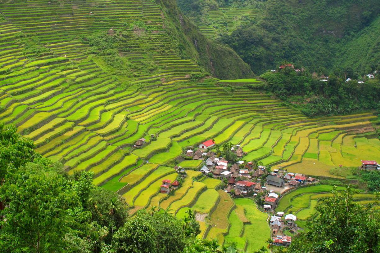 Rice terraces Banaue