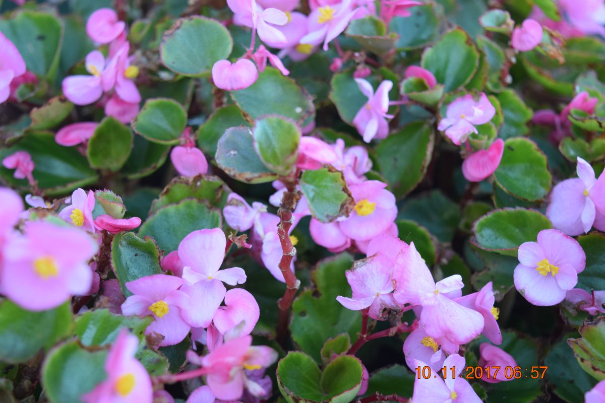 Flowers everywhere Flowers everywhere