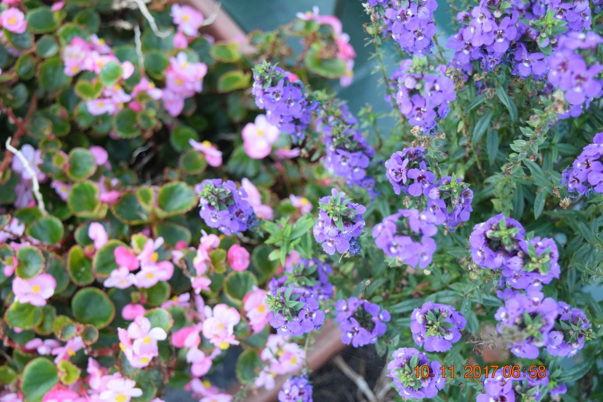 More Flowers More Flowers
